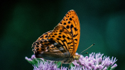 Butterflies theme