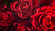 Red Roses theme